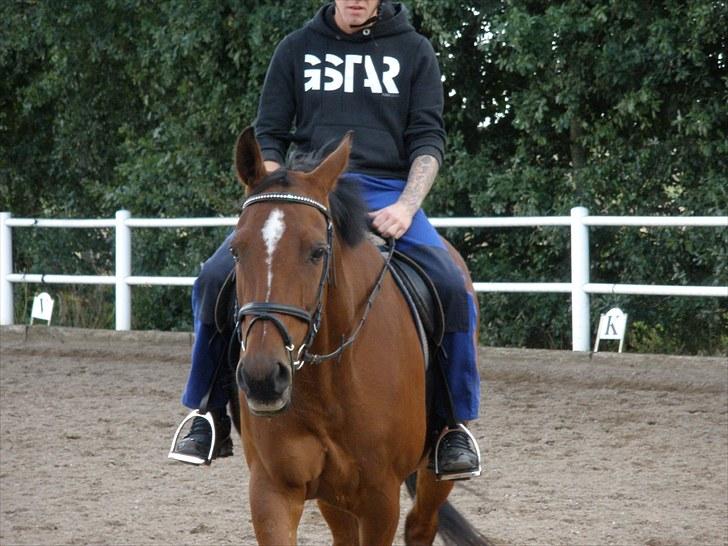 Holstener Cassiopeia R.I.P billede 10