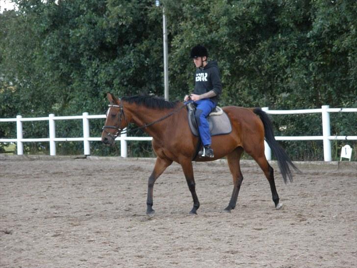 Holstener Cassiopeia R.I.P billede 11