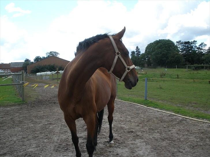 Holstener Cassiopeia R.I.P billede 12