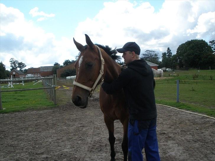 Holstener Cassiopeia R.I.P billede 13