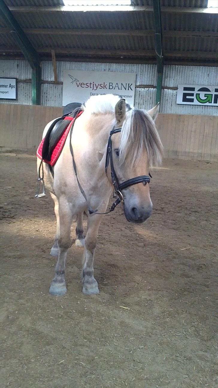 Fjordhest Rico *X-Part* - ynglingsbilledet? (: billede 11
