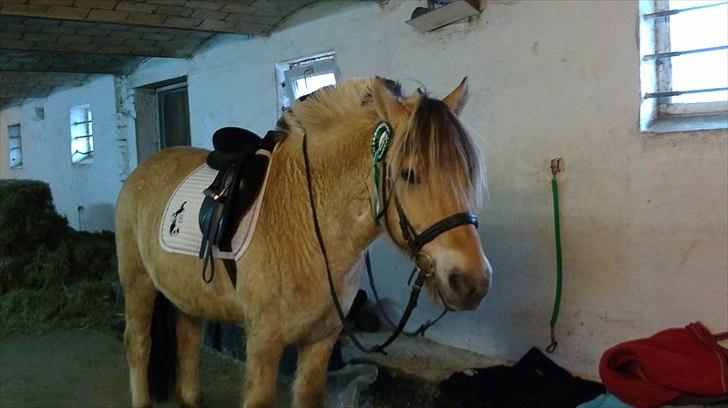 Fjordhest Rico *X-Part* - 30/10-2010. Klubstævne i ROM. LC1 på Rico - 3.plads :D<3 ~ Foto: mig. billede 12