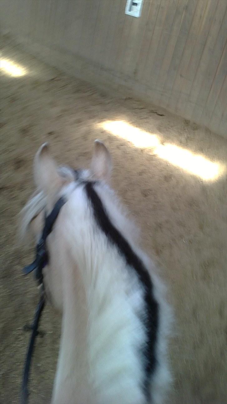 Fjordhest Rico *X-Part* - Foto: mig. billede 13