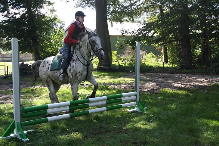 Knabstrupper Jeronimo ( Aquilla) billede 19