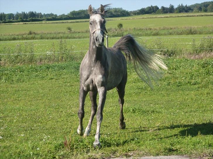 Arabisk fuldblod (OX) Cassie OX billede 11