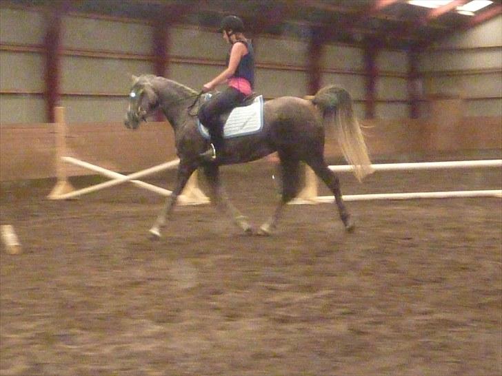 Arabisk fuldblod (OX) Cassie OX billede 12