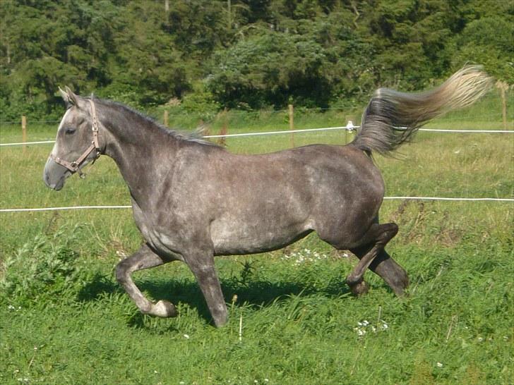 Arabisk fuldblod (OX) Cassie OX billede 3