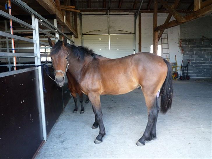 Anden særlig race Bruno - 23-09-2009 billede 12