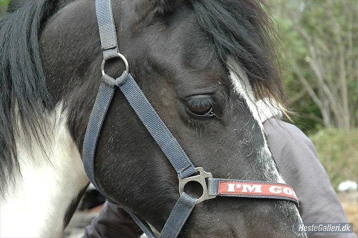 Anden særlig race Rynkesiffer - smukke pony<3 billede 15