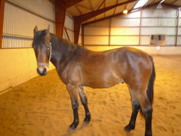 Anden særlig race Bruno - 12-11-2009 billede 11