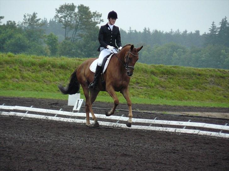 Dansk Varmblod Najaden - Pjævs og mig til 4-års DSA i Billund 2010. billede 18