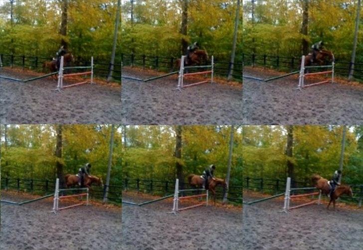 Arabisk fuldblod (OX) Pasqua 3686 *PENSIONERET* - 1.30 sej pony :D billede 16