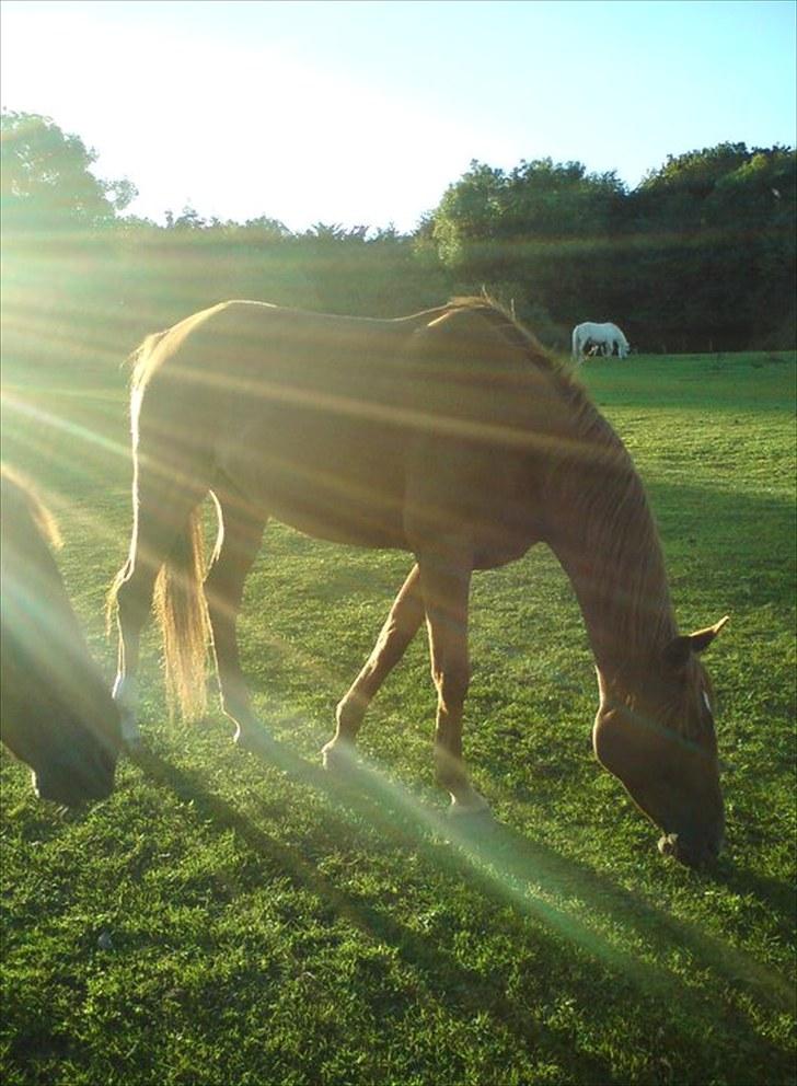 Arabisk fuldblod (OX) Pasqua 3686 *PENSIONERET* - solnedgang (: billede 17