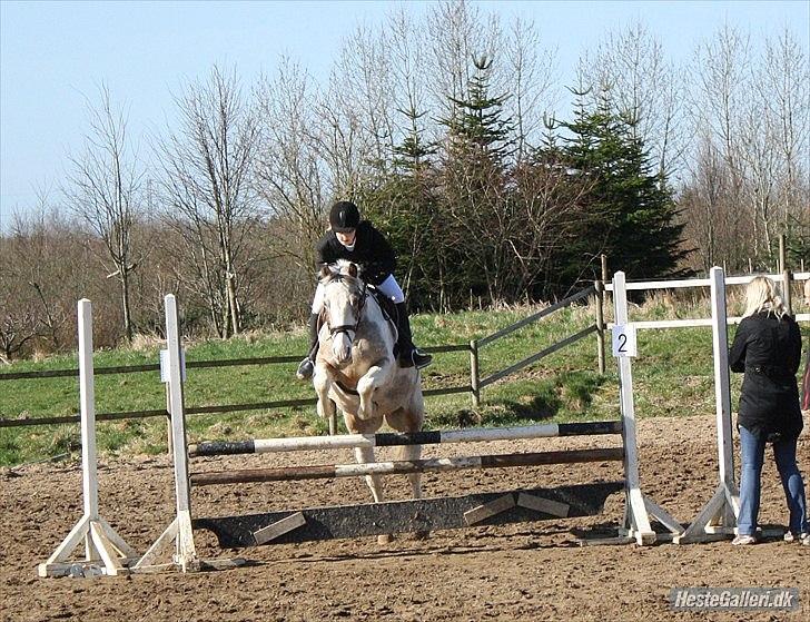 Anden særlig race MR MARTIN - 9 april, 2011. LD for hest. (-;<3  billede 9