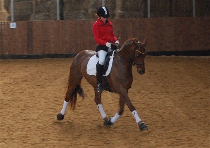 Dansk Varmblod Bona´s Fair Lucca (SOLGT 16.7.2011) - I must have done something right, to deserve you in my life! billede 2