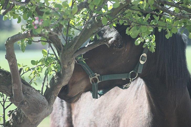 Barockpinto Xena Fan Stald Barok billede 1