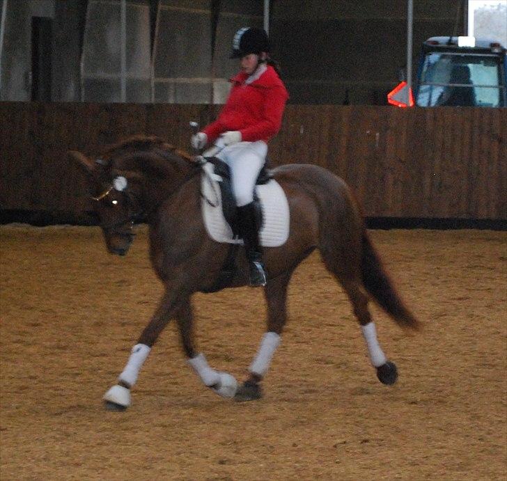 Dansk Varmblod Bona´s Fair Lucca (SOLGT 16.7.2011) - Trav øgning.. Opvarmning LA2 tjæreborg billede 4