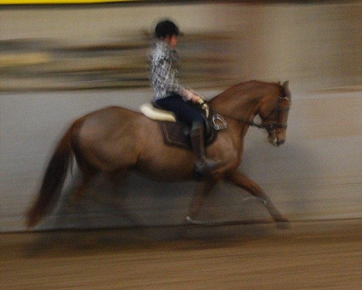 Dansk Varmblod Bona´s Fair Lucca (SOLGT 16.7.2011) - Trav øgning. hun er blevet rigtig fin. lidt sløvet billede 5