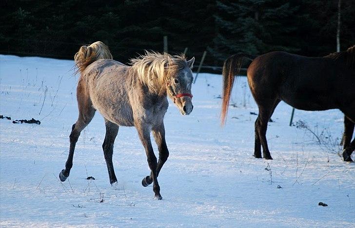 Arabisk fuldblod (OX) | Diemma <3 *Amy* - "En hest er et stort, frit og stolt dyr, men også dumt da de stoler fuld ud på menneskerne der gang på gang sårer dem" Foto: ESC billede 6