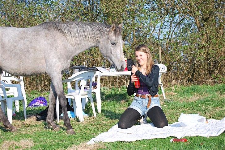 Arabisk fuldblod (OX) | Diemma <3 *Amy* - Amy på picnic - rød sodavand? Amy kan li´ alt <3 Foto: ESC billede 7