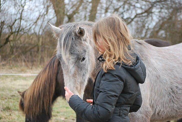 Arabisk fuldblod (OX) | Diemma <3 *Amy* - A friendship takes two people who cares about eathother. The only one in this relationship who can say "I love you" is me.  Foto: ESC billede 8