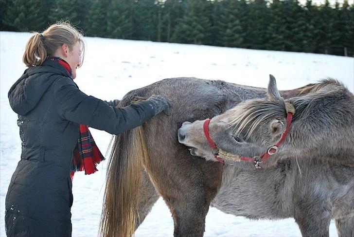 Arabisk fuldblod (OX) | Diemma <3 *Amy* - "It takes a long time to grow an everlasting friend." :) Foto: ESC billede 9