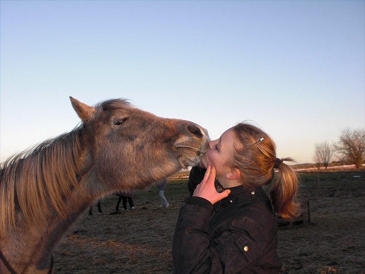 Arabisk fuldblod (OX) | Diemma <3 *Amy* - "At træne med sin hest, betyder først og fremmest at træne med sig selv" foto: Louise billede 11