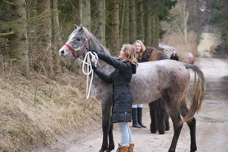 Arabisk fuldblod (OX) | Diemma <3 *Amy* - "if you talk to a horse in a language he understands, that goes to his head. If you talk to the horse in his language, that goes to his heart"
- Foto: ESC billede 13