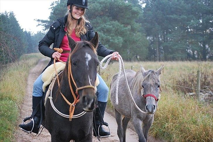 Arabisk fuldblod (OX) | Diemma <3 *Amy* - "Trust should be the basis for all our moral training."  Foto: ESC billede 14