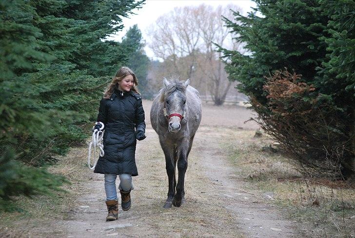 Arabisk fuldblod (OX) | Diemma <3 *Amy* - Horsemanship? haha det kunne jeg vælge at sige det er, for I ved ikke hvad der skete sekunderne før eller sekunderne efter dette billede blev taget..Foto: ESC billede 16