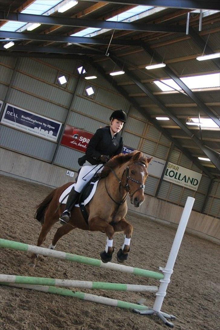 Anden særlig race Bayard - Foto: Sara Jørgensen billede 10