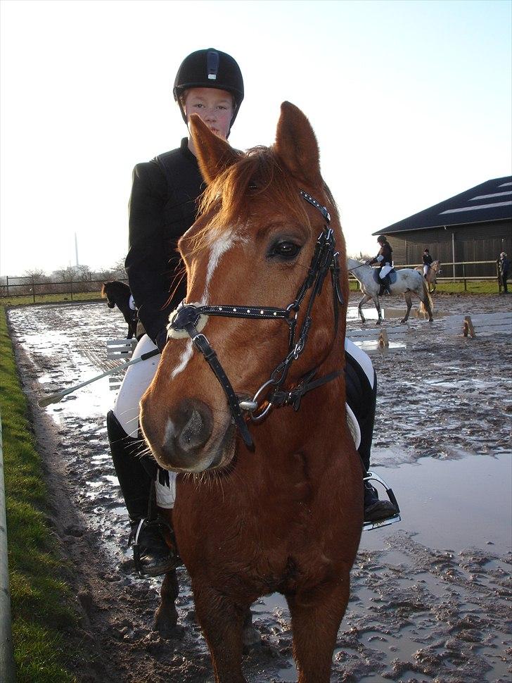 Anden særlig race Bayard billede 11