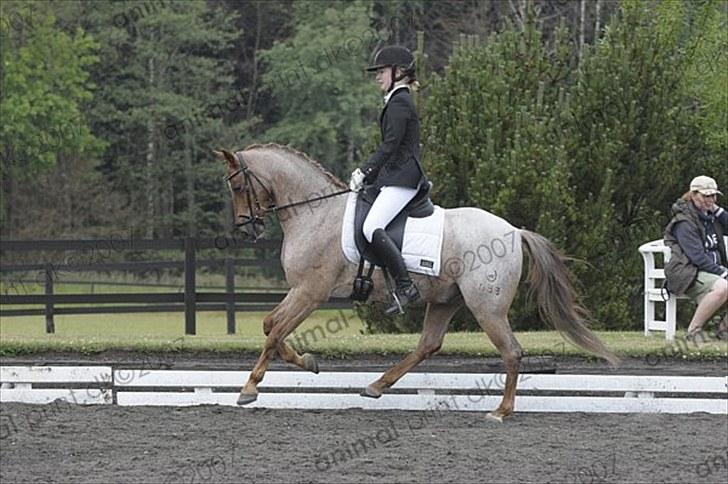 Welsh Pony (sec B) Bjerregårds Eros billede 17