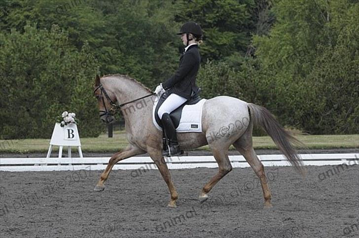 Welsh Pony (sec B) Bjerregårds Eros billede 18