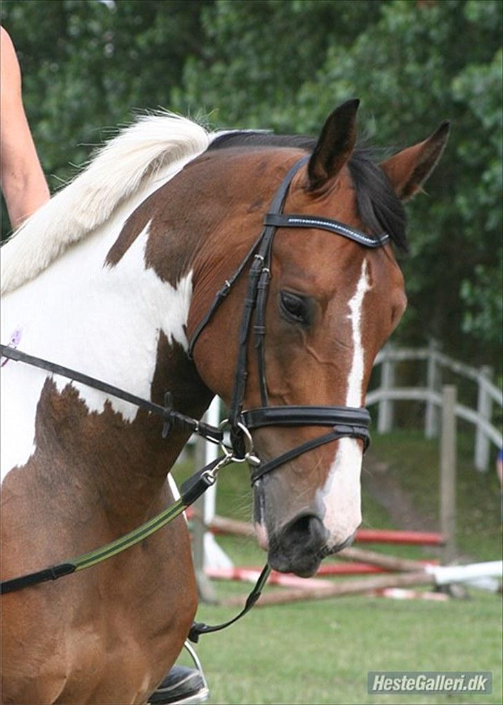 Pinto - Mølholms Tarka:) - smukke tarkas hoved - foto mig (: billede 12