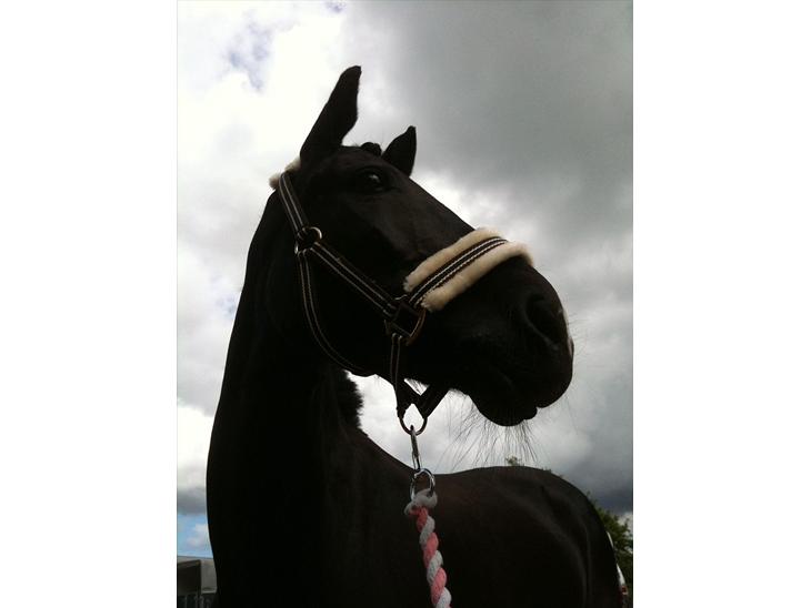 {{currentPhoto.altText}} billede {{currentPhoto.number}}