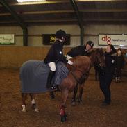 Anden særlig race Fryd *STJERNEPONYEN*