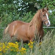 Anden særlig race Indyego Cez 