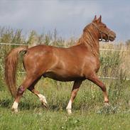 Anden særlig race Indyego Cez 