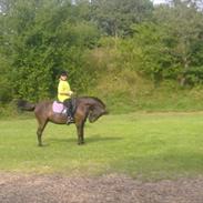 Gotlandsruss Tazz <3 *SOLGT*