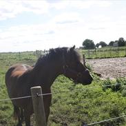 Dartmoor savannah<3