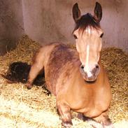 Connemara Skærgårdens Irish Love 