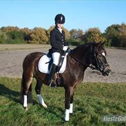 Anden særlig race Donald 