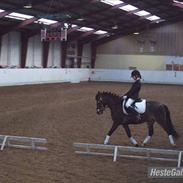 Anden særlig race Donald 