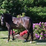 Anden særlig race Donald 