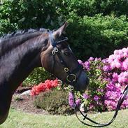 Anden særlig race Donald 