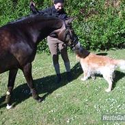 Anden særlig race Donald 