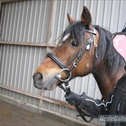 Anden særlig race Melissa *rideskolepony*