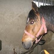 Anden særlig race Melissa *rideskolepony*