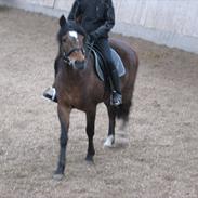 Anden særlig race Melissa *rideskolepony*